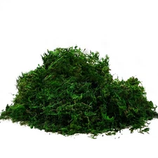 Preserved Forest Moss 2oz - Fresh Green for Terrariums, Crafts, Floral Decor