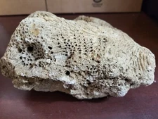 4 pound Natural Dry Reef Rock Fossil from the Mississippi 8 x 6 x 4"  #4186