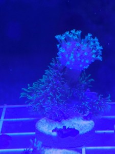 Saltwater Coral COMBO-Toadstool/StarlightPolyp-WYSIWYG