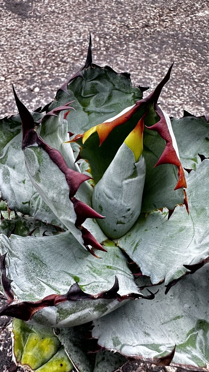 Agave Titanota Black and Blue Awesome!! | eBay Agave Titanota Black and Blue Awesome!! | eBay