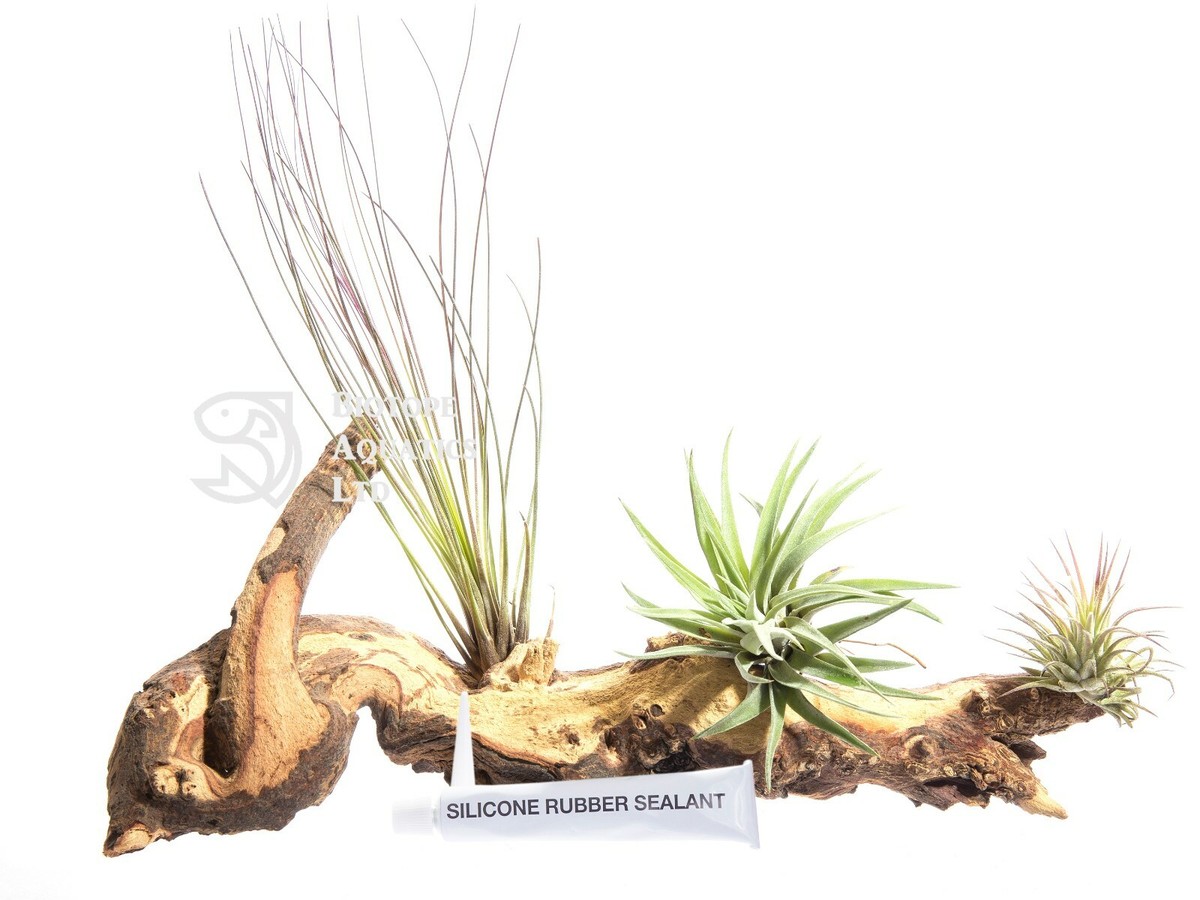 Air plant kit - 3 Plants, Tillandsia on Large Mopani wood, Glue