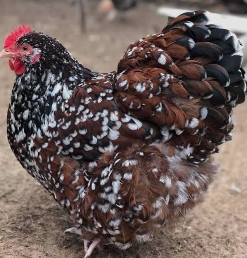 Orpington Eggs 12 Pack,  Jubilee Pre Sale april