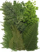 48 PCS Pressed Ferns Large Dried Pressed Leaves, Dried Flowers for Crafs