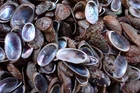 Sea shells -stomatella palnulata 10-18-m.m. 100-pcs