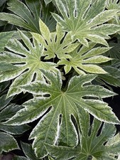 Fatsia japonica ‘Spider’s Web’ – Hardy Variegated Evergreen Shrub – 3L Pot