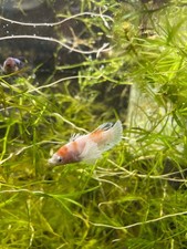 Guppy Grass