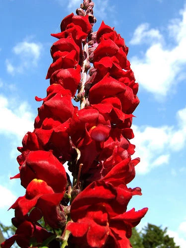 25 graines de GUEULE DE LOUP ROUGE(Antirrhinum Majus)X158 RED SNAPDRAGON SEEDS