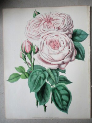Vintage Print, CAROLINE DE SANSAL, Rose, 1853, Curtis, Hand-Colored.
