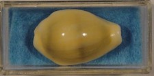 Cypraea Moneta Icterina 27mm Kenya Shallow Water