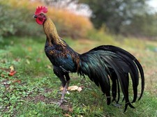 12 Super Rare One Of A Kind Longtial Hatching Eggs