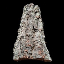 Extra Large Cork bark piece approx L50 W20 H10 CM  Air plants or pet terrariums