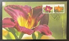 CANADA - 2012 : Daylilies purple/Daylilies orange