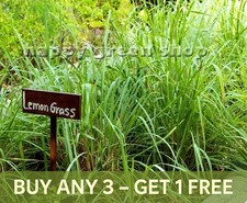 HERB - LEMON GRASS 300 SEEDS Cymbopogon flexuosushalfhardy - Halfhardy