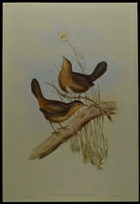 John Gould Downy Pycnoptilus Bird British Museum Official Limited Print