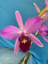 Laelia anceps Ten HCC/AOS X Ultimo Pink Purple White Orchid Species 4 RePot