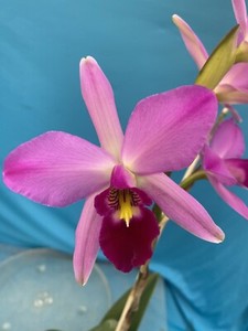 世界の野生蘭ORCHIDATLAS VOL. 3 Cattleya Laelia Laelia Orchids | eBay