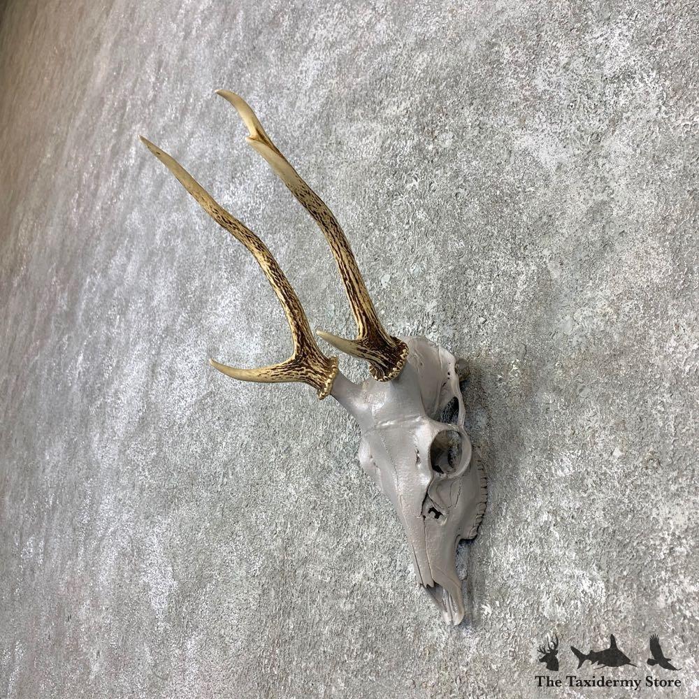 23289 E | Sika Deer Skull & Antler European Taxidermy Mount For