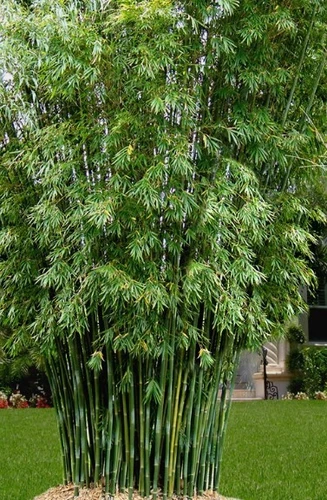 Seabreeze bamboo seeds ( 50 ) Seeds ) Bambusa Malingensis