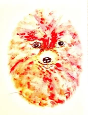 Pomeranian Note Card Set of 6