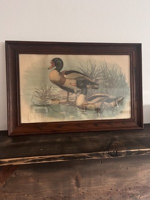Vintage ''Ruddy Duck'' Wood Framed Art Lithograph Print by Reid Kolman