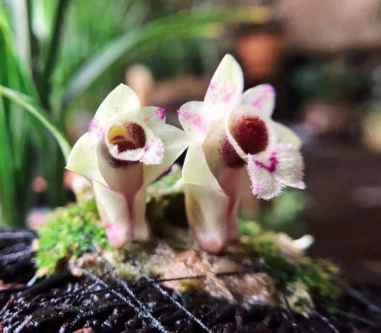 Vietnam Dendrobium hekouense Rare Species Orchid Blooming Size Vivarium Plant
Opens in a new window