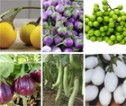 Eggplant Seed-SOLANUM MELONGENA,Thai Aubergine White, Purple,Round Yellow,Pea