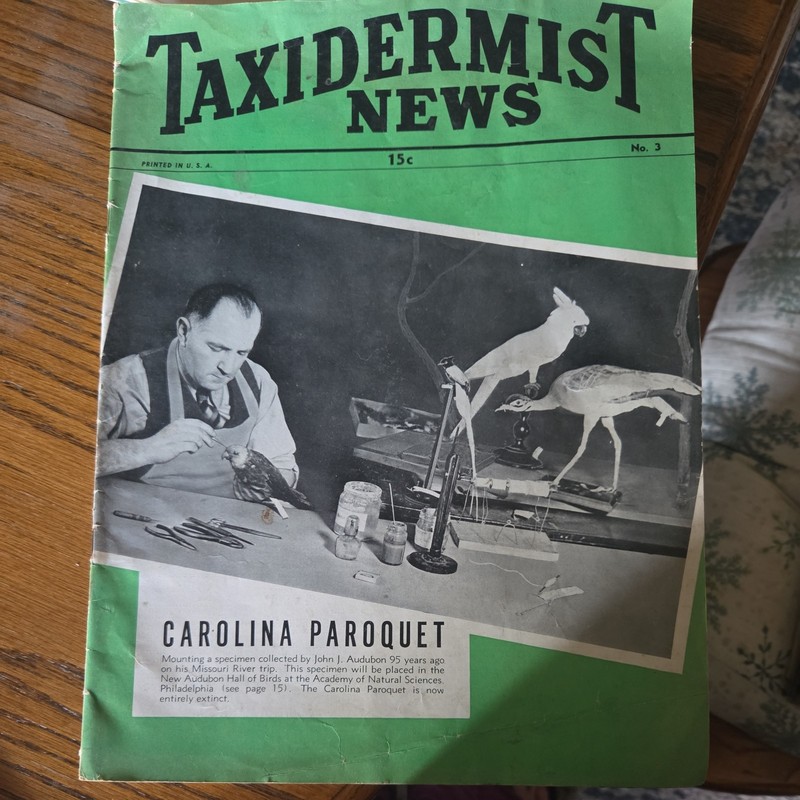 Taxidermist News No. 3- Carolina Paroquet  vintage 