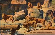 Vintage Lion Den Postcard Detroit Zoological Park Linen 1942