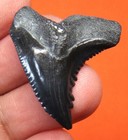 New ListingHemipristis Shark Tooth - Real Fossil Shark Teeth - 1.06”- Natural No Repairs