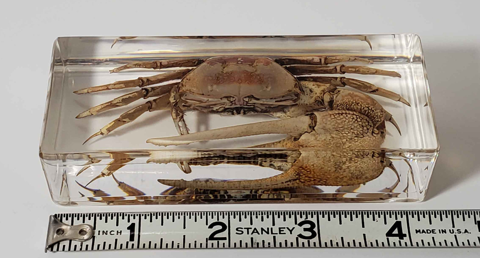 Fiddler Crab Specimen in Resin, EXACT ITEM PICTURED, Real Specimen Paperweight