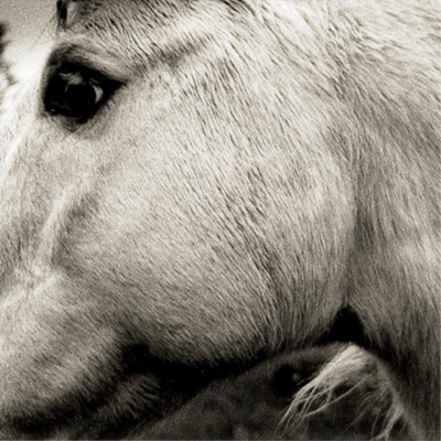 Bonny Light Horseman Bonny Light Horseman (CD) Album