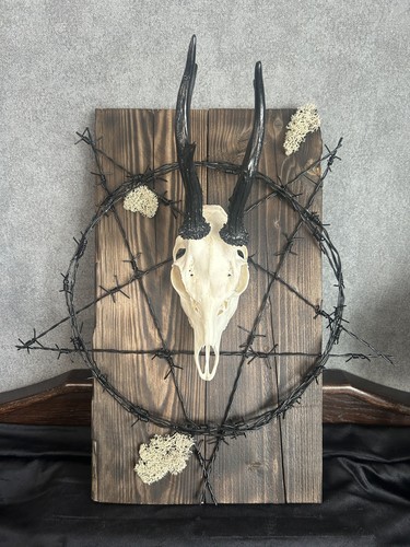 Rehbock Schädel Gothic Wanddeko Pentagramm Stacheldraht Kuriosität Dekoration - Bild 1 von 7
