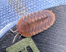 Troglodillo sp Sunset Isopods 10 count FREE shipping