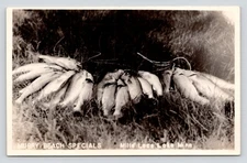 RPPC Murry Beach Resort Fish Catch Mille Lacs Lake Minnesota 1940 Photo Postcard