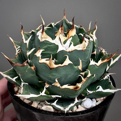 4-5cm Cactus Succulent Plant Agaveamericana Home Garden Beautiful Plant