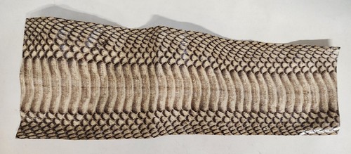 Cobra Snake Skin Remnant 0292