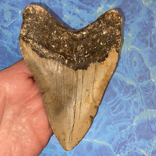 MEGALODON SHARK TOOTH 5.53” HUGE TEETH MEG SCUBA DIVER DIRECT FOSSIL NC 0979