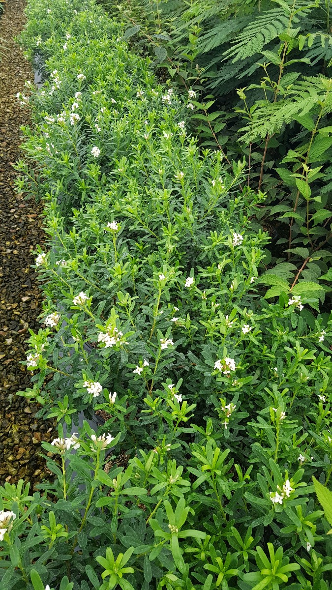 Daphne transatlantica arbuste persistant odorant pour jardin mi-ombre
