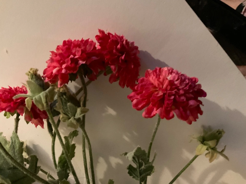 Lote de 6 arbustos clavel blanco 27 pulgadas arbusto rosa y uno blanco Foto 3 de 4