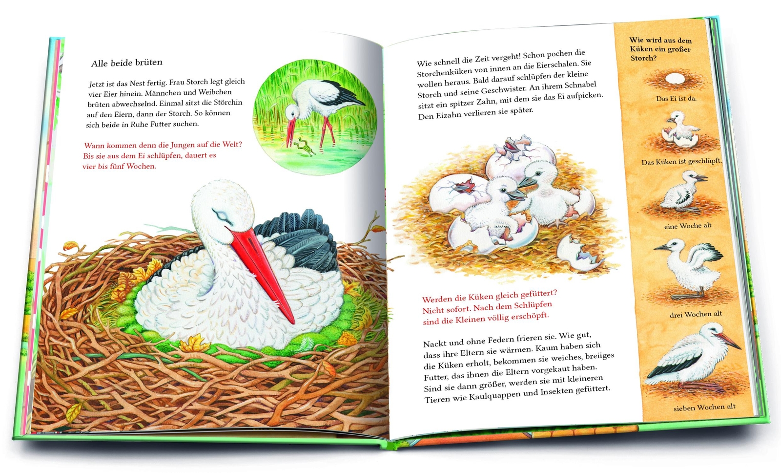 Thumbnail - Ein Kleiner Storch Wird Groß. Eine Geschichte Mit Vielen
