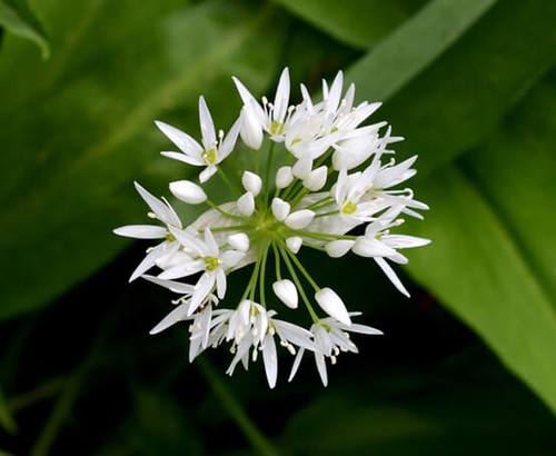 WILD GARLIC HERB ALLIUM URSINUM RAMSONS WILD FLOWER NATURAL SEED 50 SEEDS - Picture 8 of 17