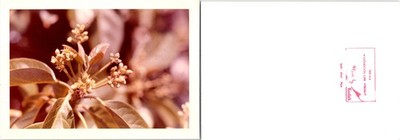 Close up Amborella Trichopoda & a bee getting pollen Found Photo V3008