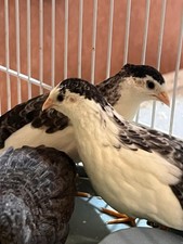    10 Fertile Button Quail Hatching Eggs    