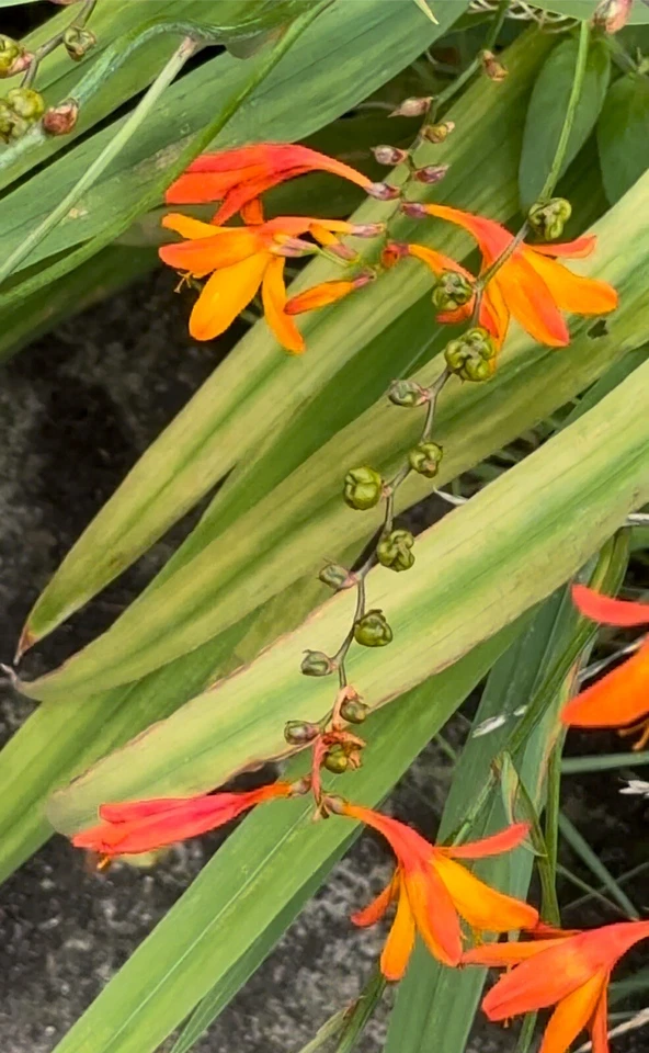 Manfrotto 075  Tripod Heavy Duty Rig With a Braked Dolly + 131D Boom & x2 Heads - Image 3 of 4