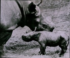 LG834 1960 Wire Photo MOMMA AND BABY RHINOCEROS Exotic Animals Zoo Cute Calf