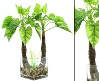 Abverkauf - Photos Pflanze Im Glas, Mit 26 BläTter, HöHe 50Cm Von Ibizanos