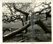 Vintage 8x10 Production Photo Love Letters 1945 Jennifer Jones Joseph Cotten