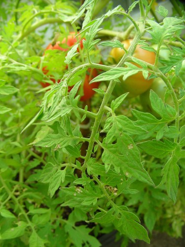 Silvery Fir Tree Heirloom Tomato : 20 Seeds - Picture 3 of 4