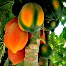 20 Caribbean "Red Lady" Carica Papaya Fruit Tree Seeds LARGE MELONS Indoor Plant