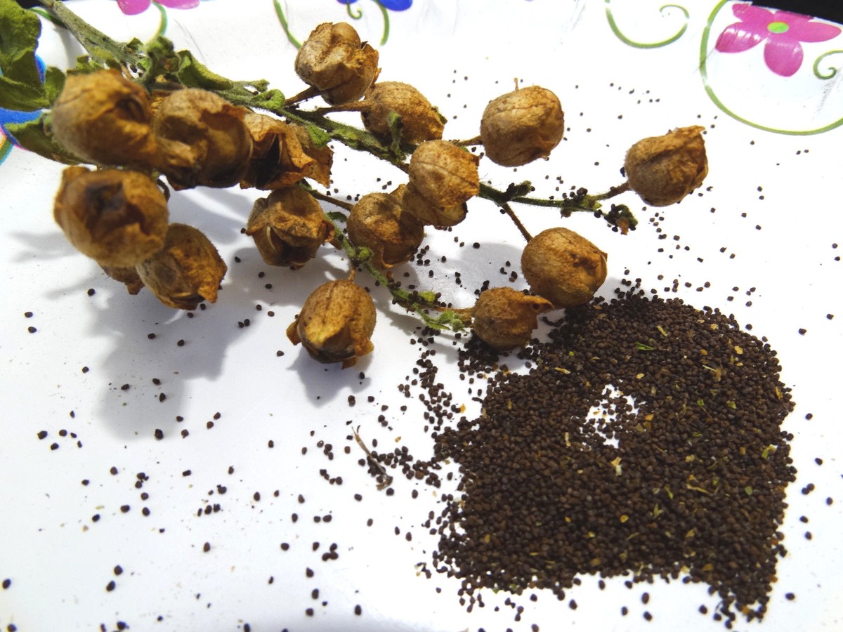 oral tobacco cancer DVIDS - News